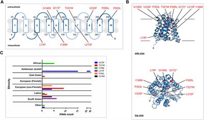 Functional Analysis of Rare Genetic Variants in the Negative Regulator of Intracellular Calcium Signaling RCAS/SLC10A7